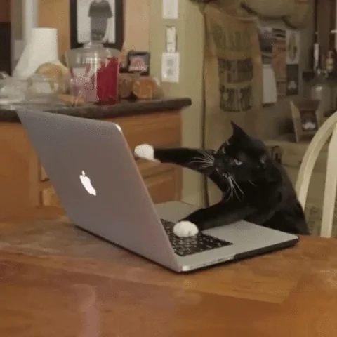 Cat developing on laptop